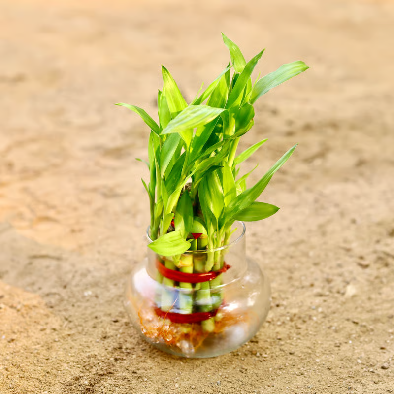 Lucky Bamboo